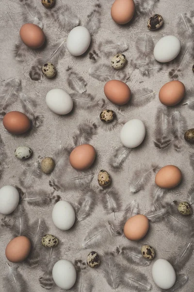 Vue de dessus des œufs de poulet et de caille sur la surface en béton avec des plumes — Photo de stock