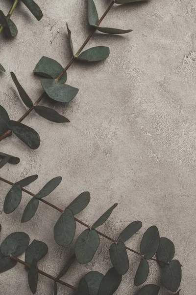 Vue de dessus des feuilles vertes d'eucalyptus sur la surface du béton — Photo de stock