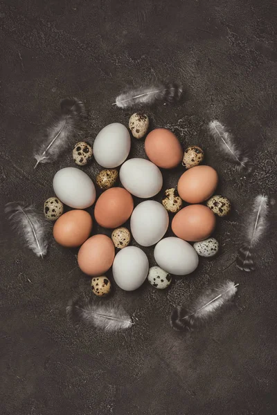 Vue du dessus des oeufs de poulet et de caille avec des plumes en cercle, décorations pour Pâques — Photo de stock