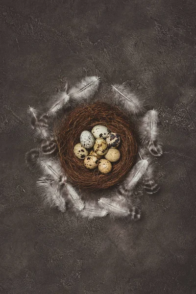Top view of quail eggs in nest with feathers, decorations for Easter — Stock Photo