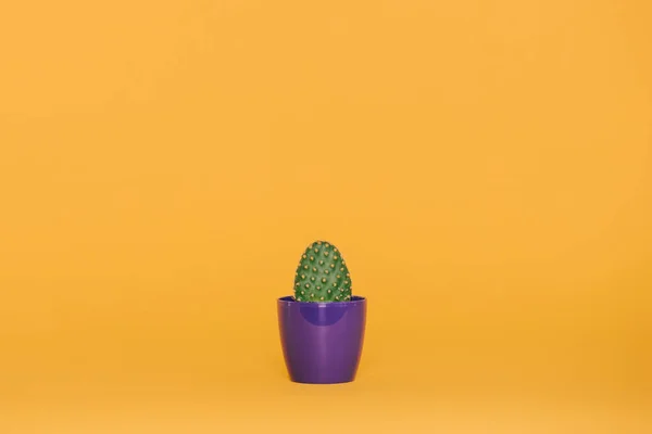 Belo cacto verde crescendo em vaso roxo isolado no amarelo — Fotografia de Stock