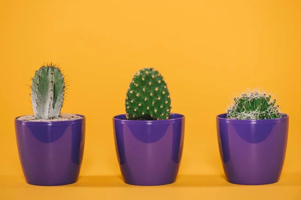 Hermosos cactus verdes que crecen en macetas púrpuras en amarillo - foto de stock