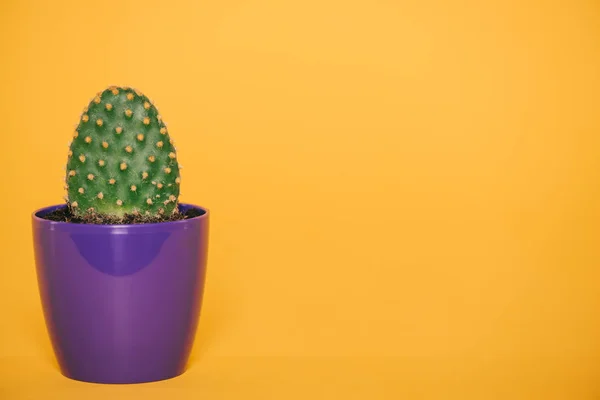 Vista de cerca de cactus verde con espinas que crecen en maceta azul aislado en amarillo - foto de stock