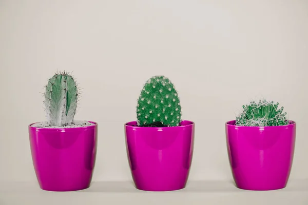 Vista ravvicinata di bellissimi cactus verdi in vasi viola su grigio — Foto stock