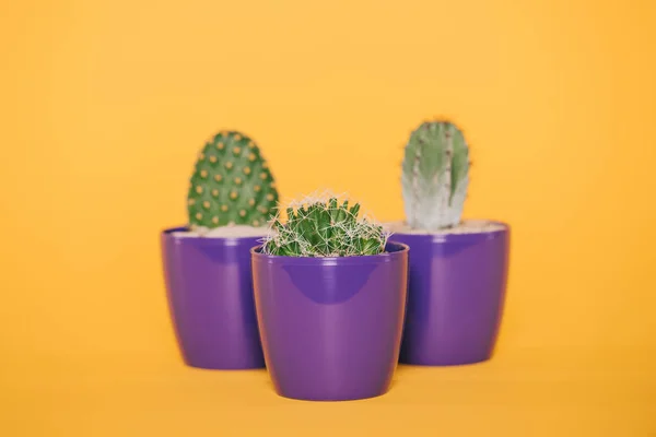 Hermosos cactus verdes en macetas púrpuras aisladas en amarillo - foto de stock