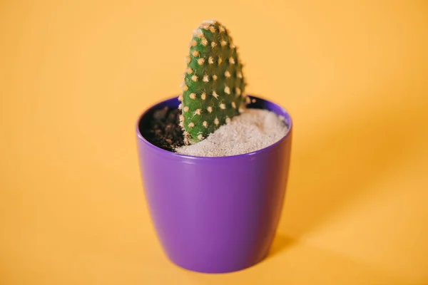 Close-up view of green cactus in purple pot with soil and sand on yellow — Stock Photo