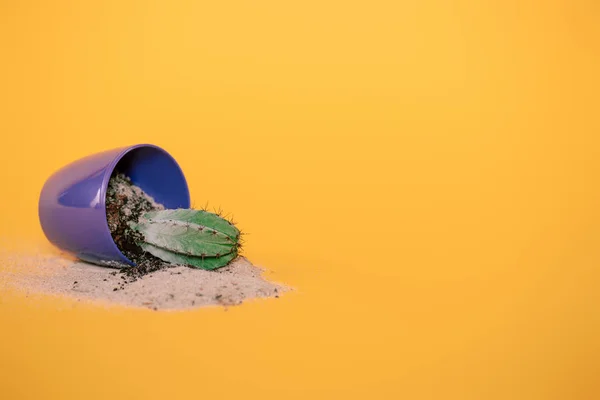 Close-up view of cactus in blue pot with soil and sand on yellow — Stock Photo