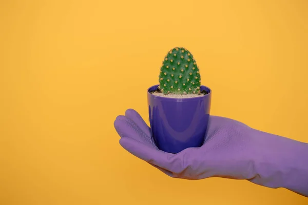 Coup recadré de la main humaine dans le gant tenant le cactus dans le pot violet isolé sur jaune — Photo de stock