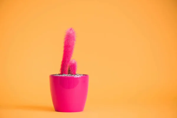 Красивый розовый кактус в розовом горшке на желтом — стоковое фото