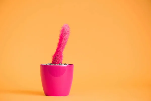 Beautiful pink cactus in pink pot on yellow — Stock Photo