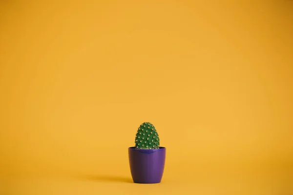 Beau cactus vert en pot violet sur jaune — Photo de stock
