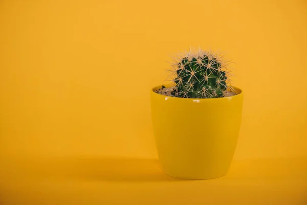Beau cactus vert avec épines en pot jaune sur jaune — Photo de stock