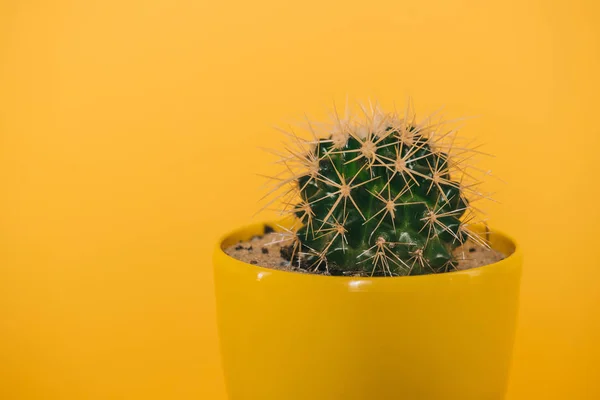 Vista close-up de belo cacto verde com espinhos em vaso amarelo isolado no amarelo — Fotografia de Stock