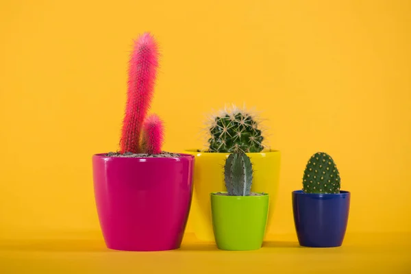 Beautiful green and pink cactuses in colorful pots on yellow — Stock Photo