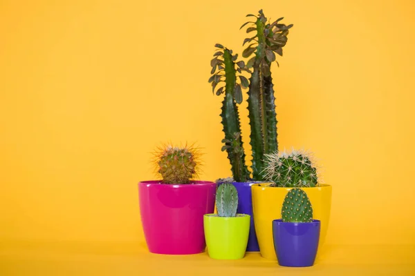 Beautiful green succulents with thorns in colorful pots isolated on yellow — Stock Photo