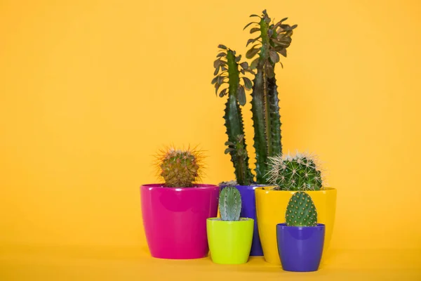 Belas suculentas verdes com espinhos em vasos coloridos isolados em amarelo — Fotografia de Stock