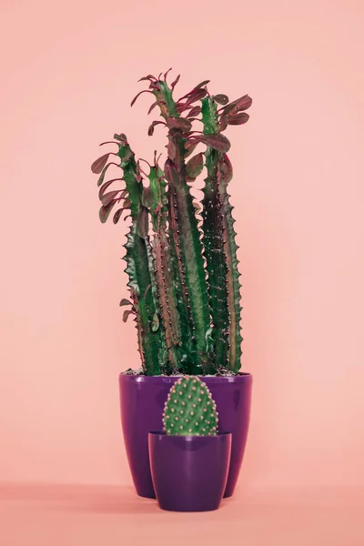 Beautiful green succulents with leaves and thorns in purple pots on pink — Stock Photo