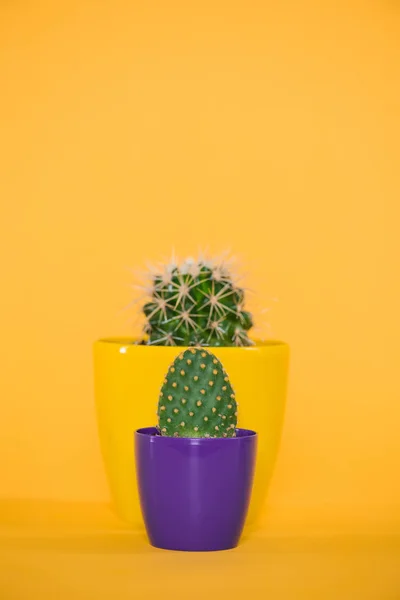 Close-up view of cactuses in yellow and purple pots isolated on yellow — Stock Photo