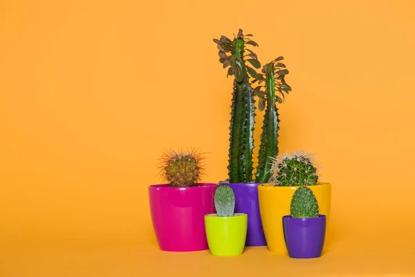 Beaux divers cactus verts dans des pots colorés isolés sur jaune — Photo de stock