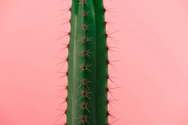 Close-up view of beautiful green cactus with thorns isolated on pink — Stock Photo