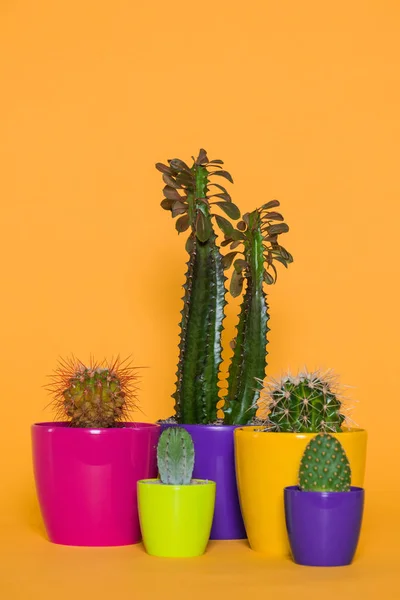 Beaux cactus verts dans des pots colorés isolés sur jaune — Photo de stock