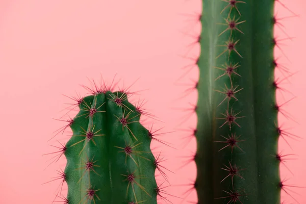 Close-up view of beautiful green cactuses with thorns isolated on pink — Stock Photo