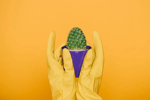 Tiro recortado de manos humanas en guantes sosteniendo maceta con cactus aislado en amarillo - foto de stock