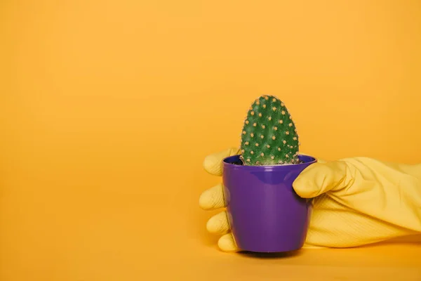 Vista parcial de cerca de la mano humana en guante sosteniendo pote con cactus aislado en amarillo - foto de stock