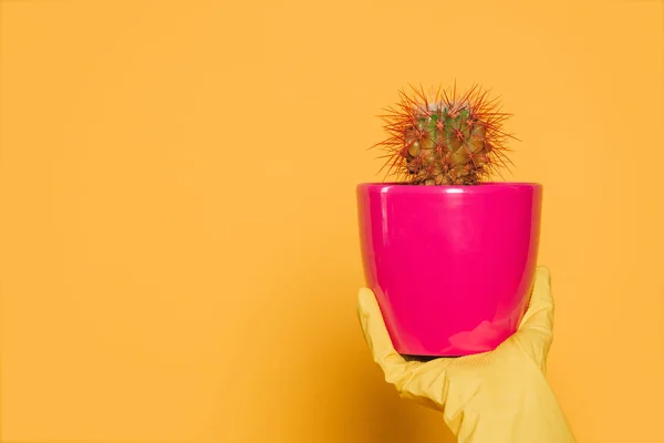Primer plano vista parcial de la mano humana en guante sosteniendo olla rosa con cactus aislado en amarillo - foto de stock