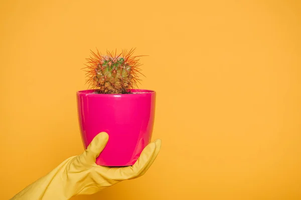 Tiro recortado de mano humana en guante sosteniendo maceta rosa con cactus aislado en amarillo - foto de stock