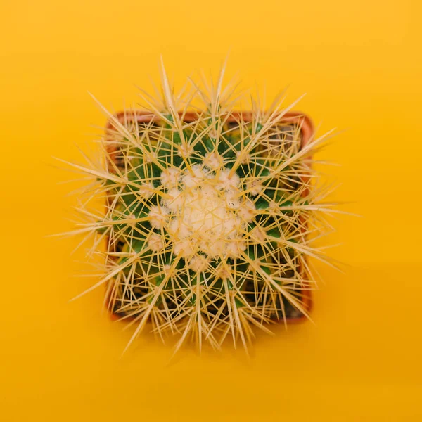 Вид зверху на красивий зелений кактус в горщику ізольований на жовтому — стокове фото