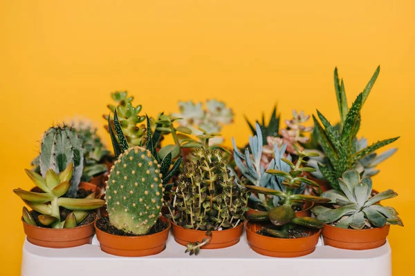 Close-up view of various beautiful green succulents in pots isolated on yellow — Stock Photo
