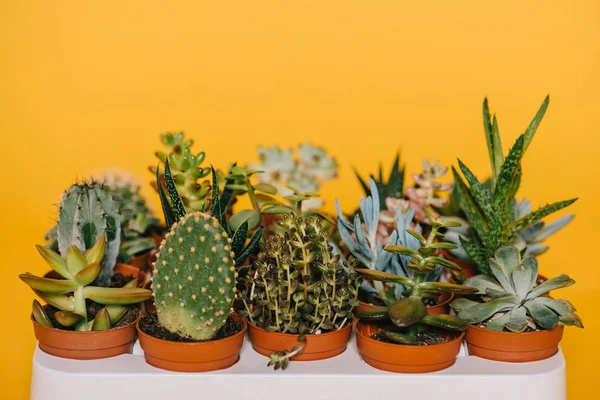 Vista close-up de várias belas suculentas verdes em vasos isolados em amarelo — Fotografia de Stock