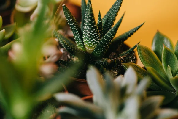 Foco seletivo de belas plantas suculentas em vasos verdes no amarelo — Fotografia de Stock