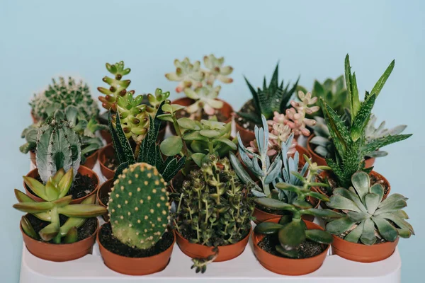 Close-up view of beautiful various green succulents in pots isolated on grey — Stock Photo