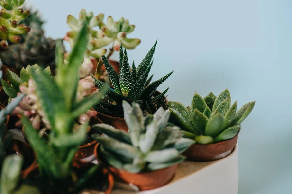 Selective focus of various beautiful green succulents on grey — Stock Photo