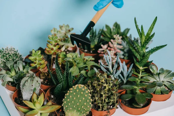 Cropped shot of human hand in glove holding rake and green succulents in pots on grey — Stock Photo