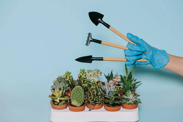 Coup recadré de main humaine dans un gant tenant des outils de jardinage et des succulents en pot isolés sur du gris — Photo de stock