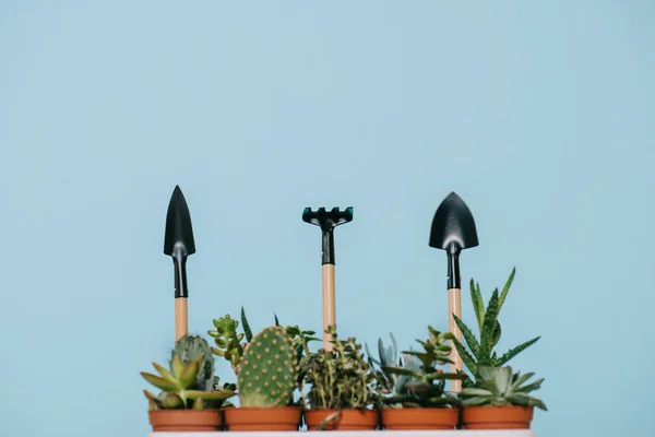 Green succulents in pots and rake with shovels isolated on grey — Stock Photo