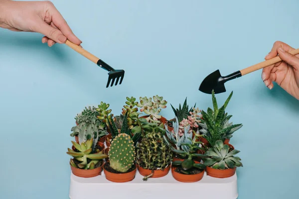 Primer plano vista parcial de las manos humanas sosteniendo herramientas de jardinería y suculentas en macetas aisladas en gris - foto de stock
