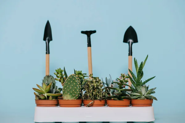 Suculentas verdes em vasos e ferramentas de jardinagem isolados em cinza — Fotografia de Stock