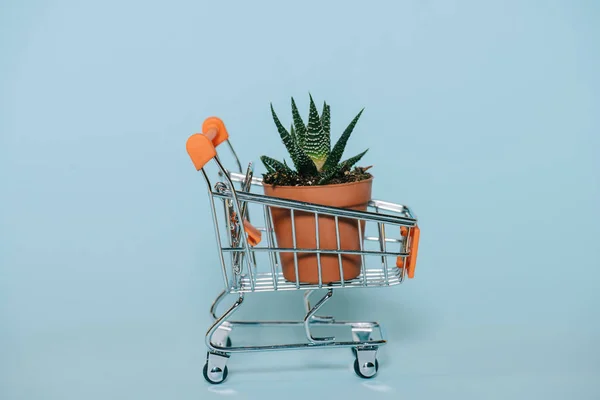 Vista ravvicinata del piccolo carrello della spesa con pianta di aloe verde in vaso su grigio — Foto stock