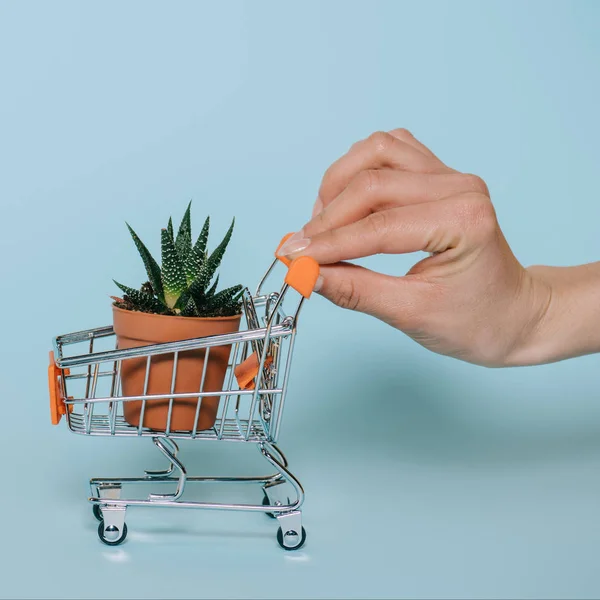 Cropped shot of hand holding small shopping cart with aloe plant on grey — Stock Photo