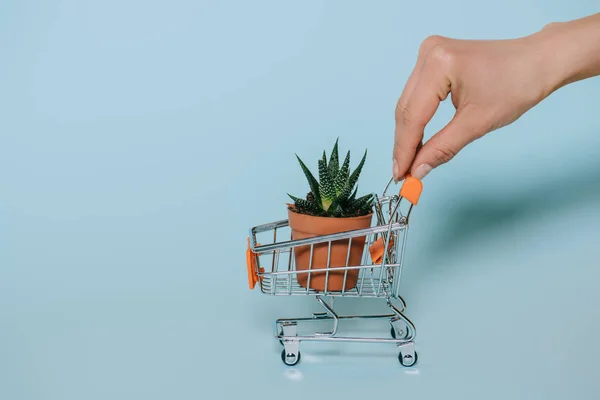 Cropped shot of human hand holding small shopping cart with green aloe plant on grey — Stock Photo