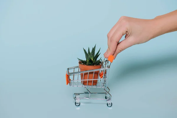 Close-up partial view of human hand holding shopping trolley with succulent in pot on grey — Stock Photo