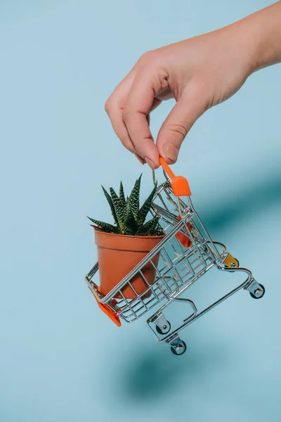 Cropped shot of human hand holding shopping trolley with succulent in pot on grey — Stock Photo