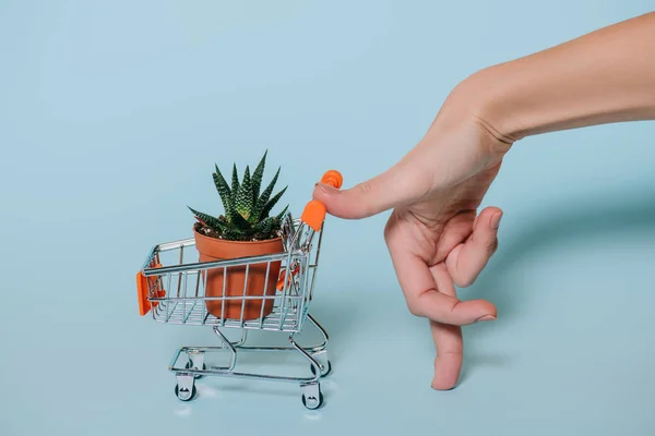 Primer plano vista parcial de la mano humana y carrito de la compra con suculenta en maceta en gris - foto de stock