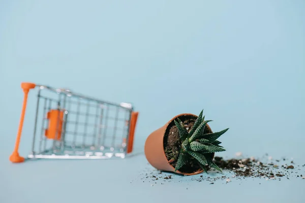 Nahaufnahme der Aloe im Topf mit Erde und leerem Einkaufswagen auf grau — Stockfoto