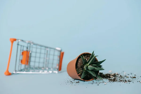 Vista ravvicinata dell'aloe in vaso con terreno e carrello della spesa vuoto su grigio — Foto stock