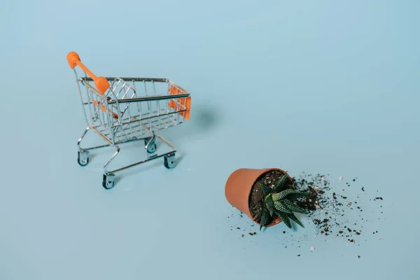 Succulente in vaso con terriccio e carrello della spesa vuoto su grigio — Foto stock